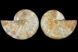 Cut & Polished, Agatized Ammonite Fossil (Pair)- Jurassic #110777-1